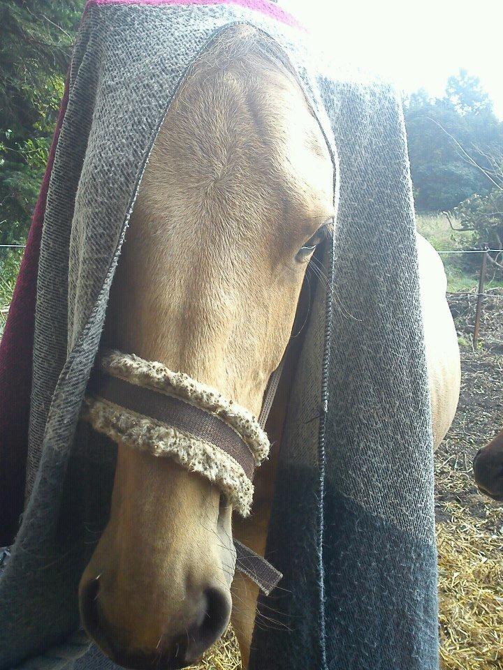 Anden særlig race Prins Breezer ( Bailey ) - Bøh..  billede 15