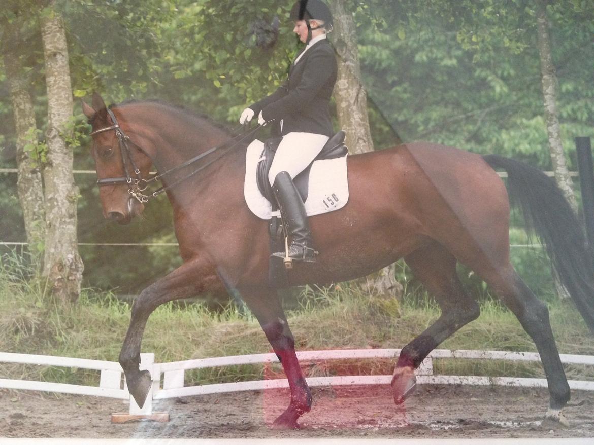 Oldenborg Fleur (Olga) - I vores første MB0 til jyskrideuge <3 billede 9