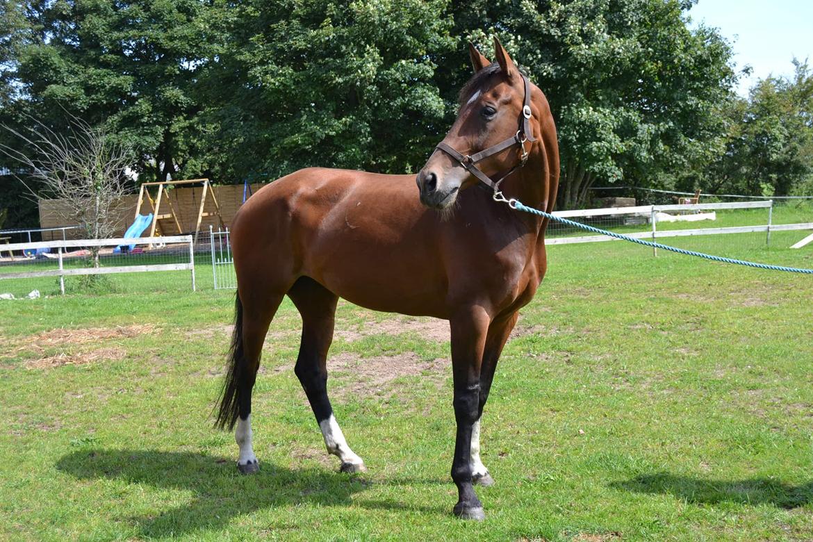 Hollandsk Varmblod Cadanz billede 1