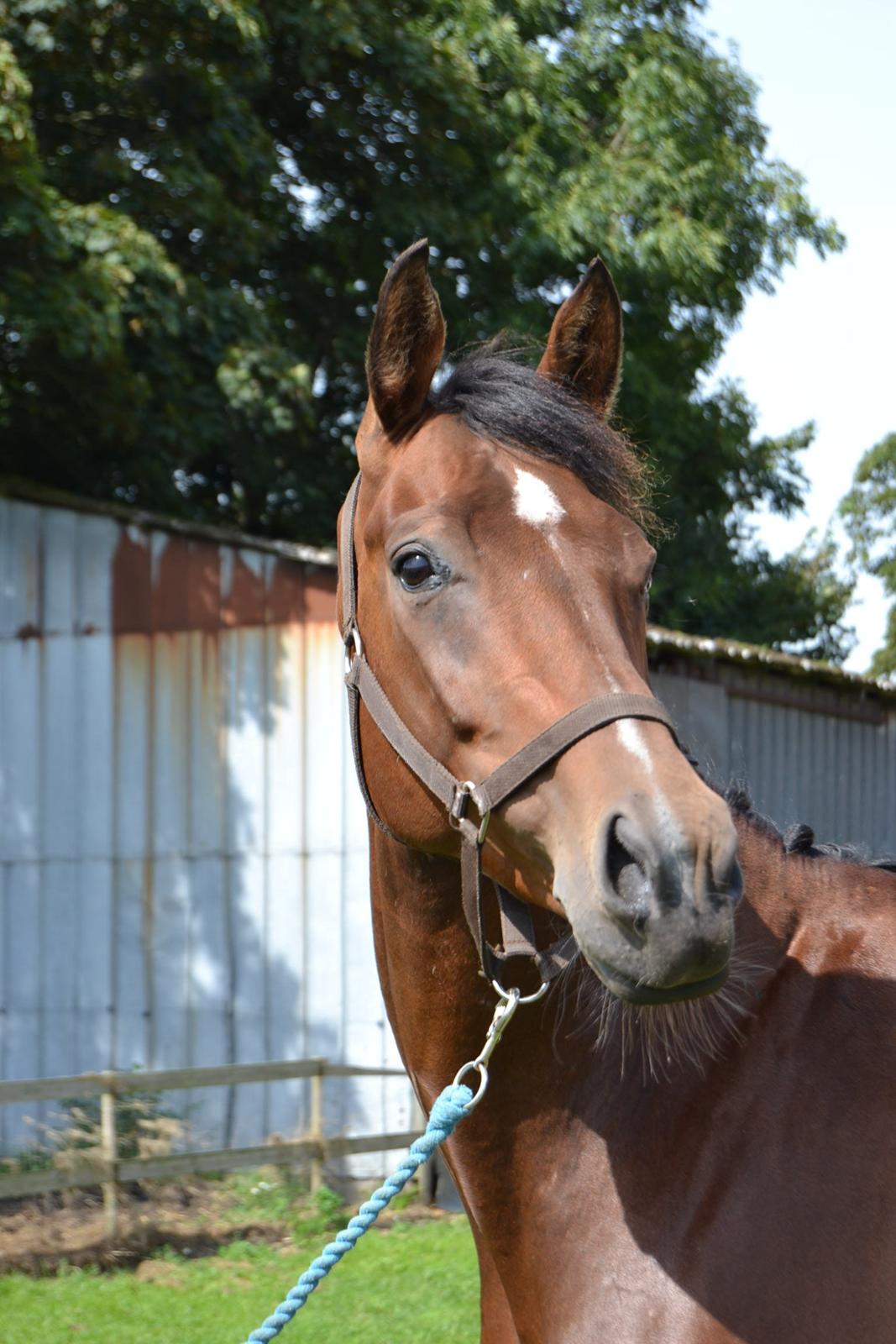 Hollandsk Varmblod Cadanz billede 2