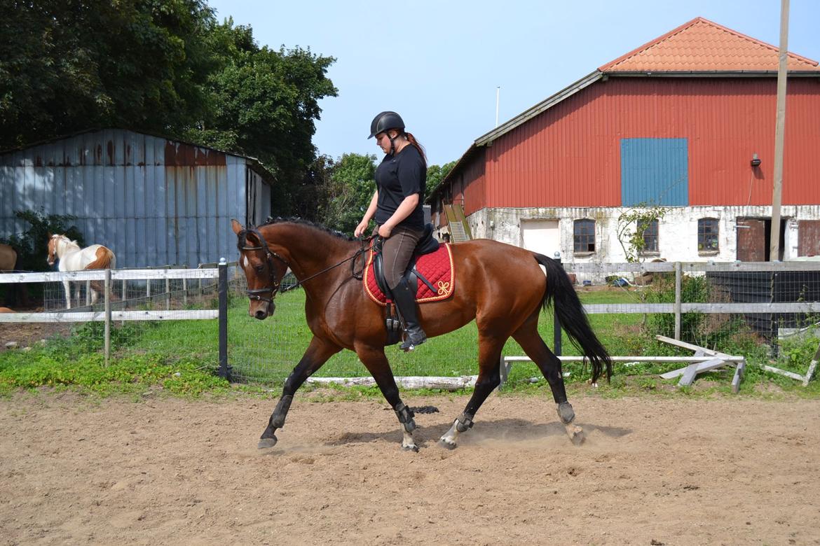 Hollandsk Varmblod Cadanz billede 3