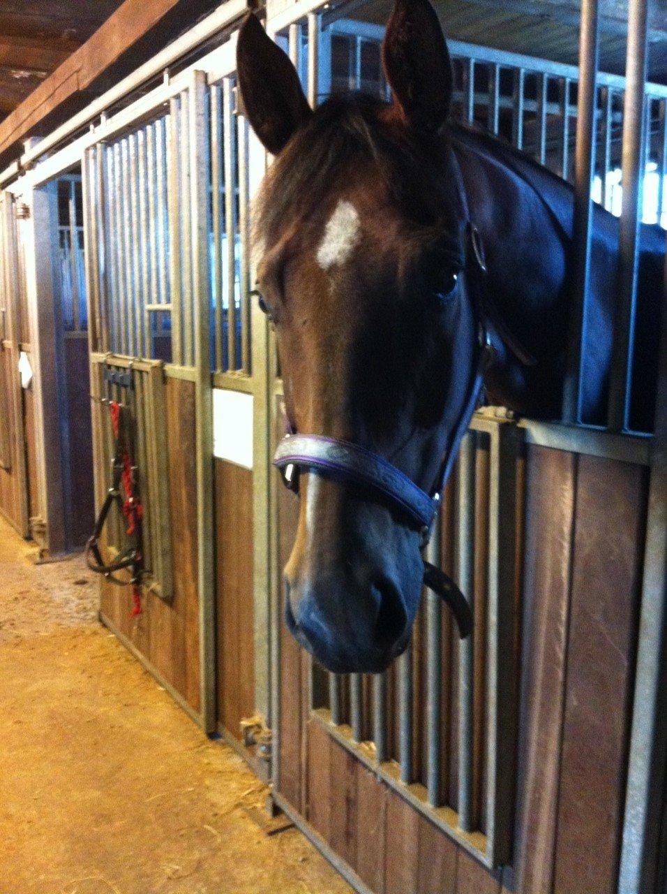 Hollandsk Varmblod Cadanz billede 4