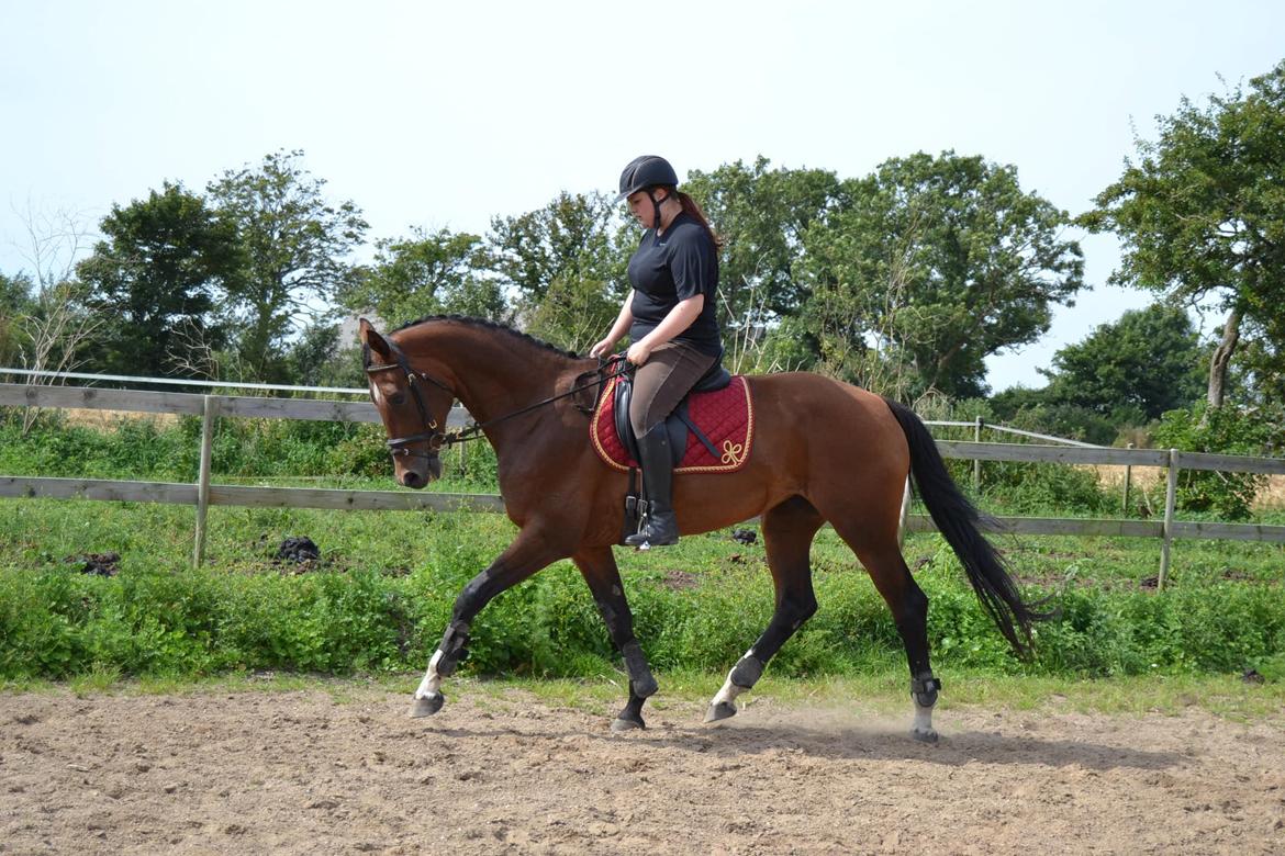 Hollandsk Varmblod Cadanz billede 5