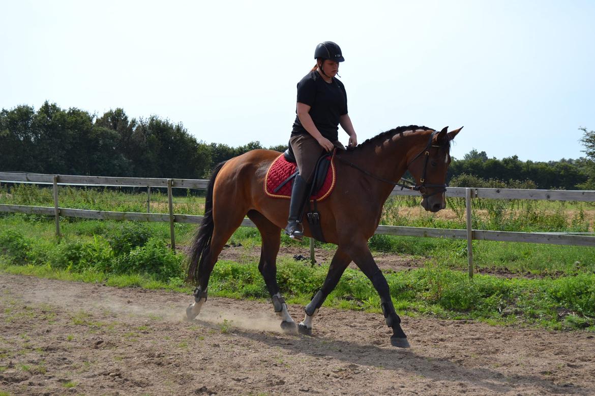 Hollandsk Varmblod Cadanz billede 6