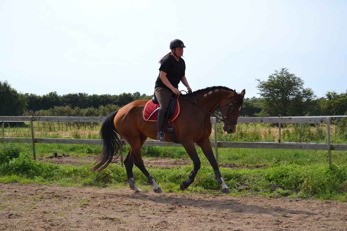 Hollandsk Varmblod Cadanz billede 7