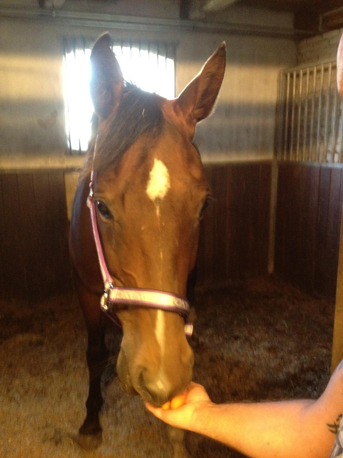 Hollandsk Varmblod Cadanz billede 8