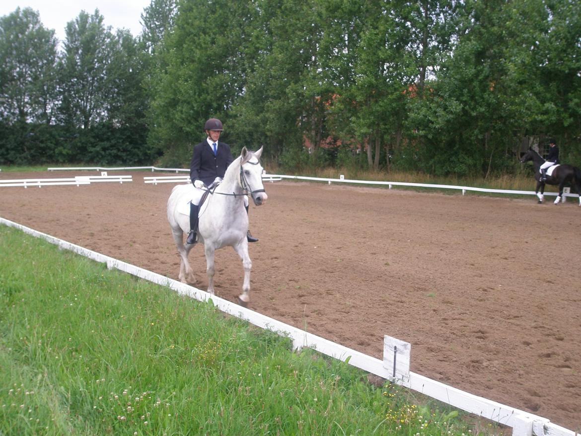 Anden særlig race Lambruzzo - LD1 billede 16