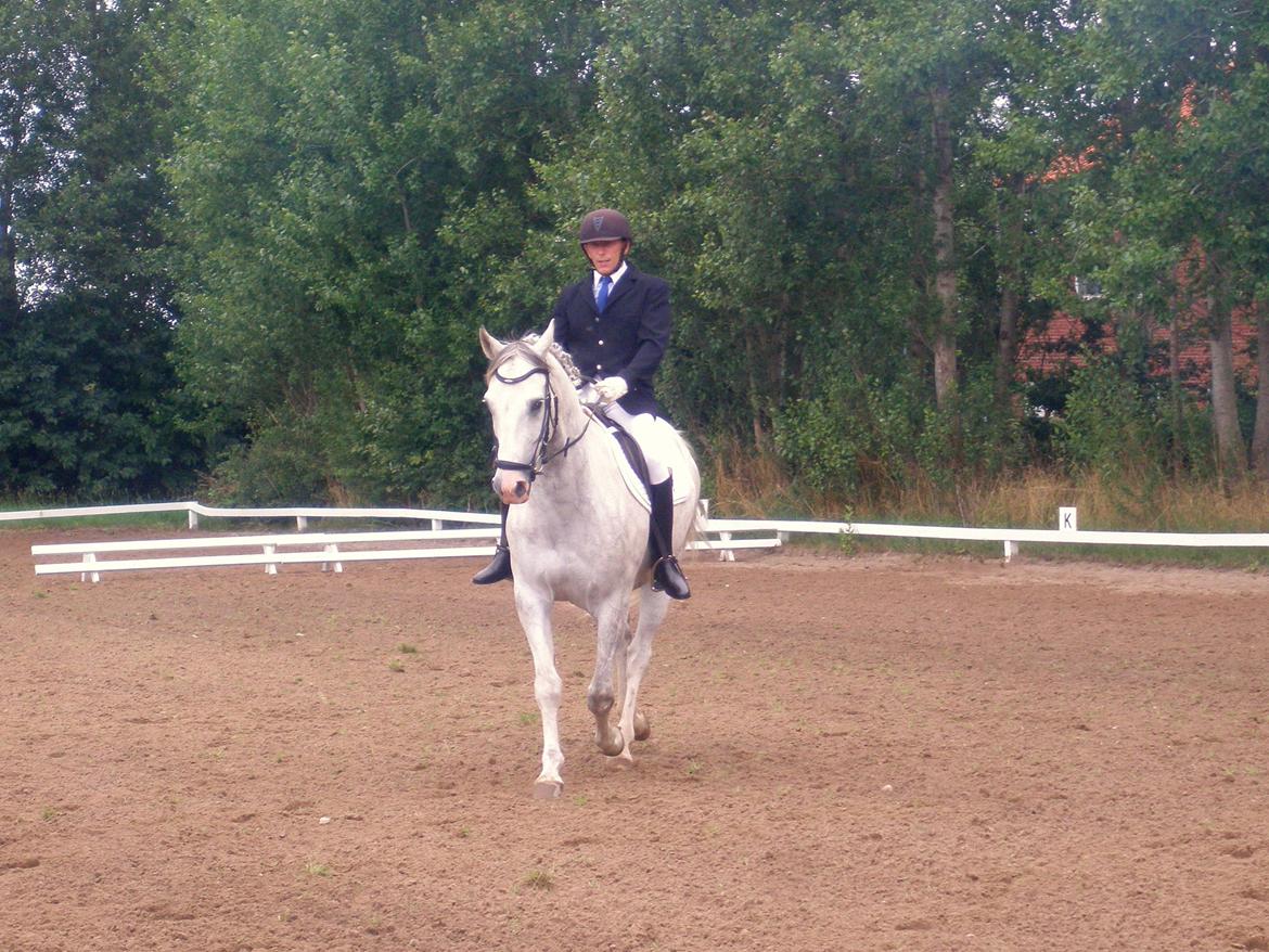 Anden særlig race Lambruzzo - LD1 billede 17