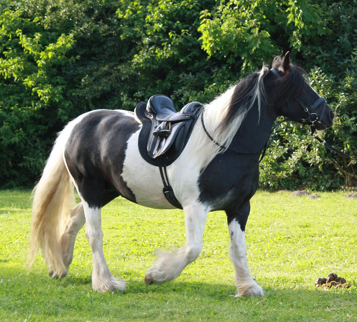 Irish Cob Camilla (Dorit) - Da vi var oppe og se hende. Min søster longerer! billede 13