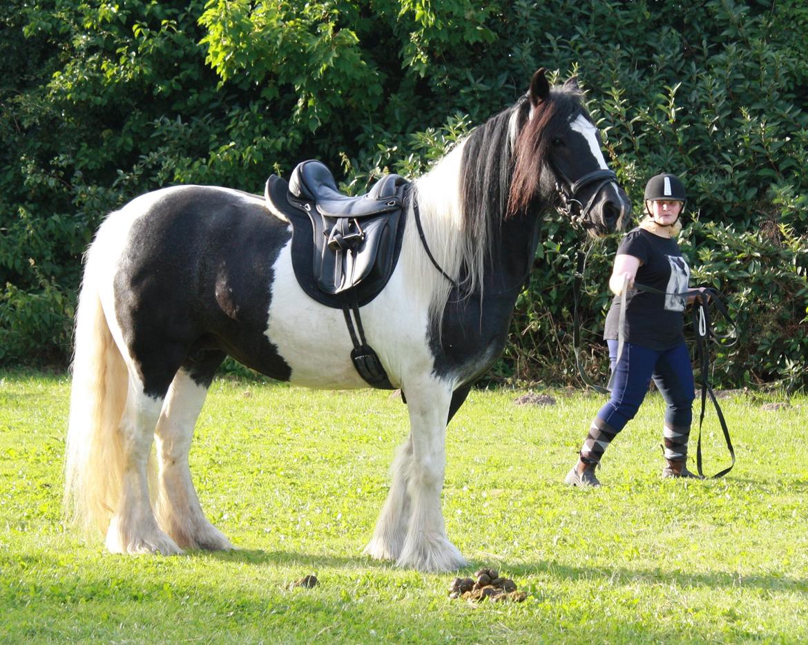 Irish Cob Camilla (Dorit) - Da vi var oppe og se hende. Min søster longerer! billede 14