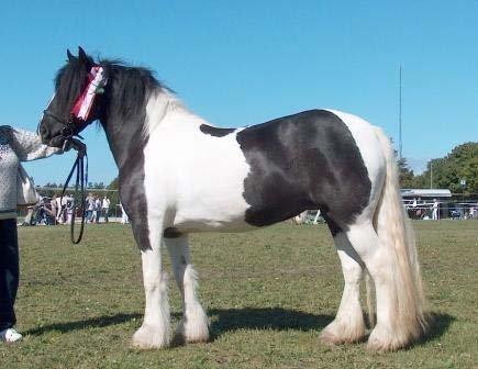 Irish Cob Camilla (Dorit) - Billede fra sælger.
Liza til kåring på Store Heste Dag 2005. billede 18