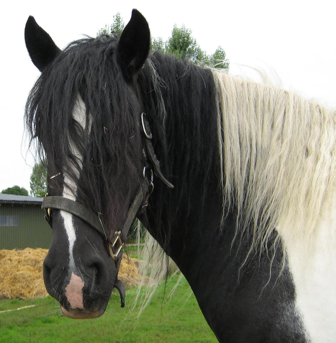 Irish Cob Camilla (Dorit) - Billede fra sælger.
Liza 2006. billede 19