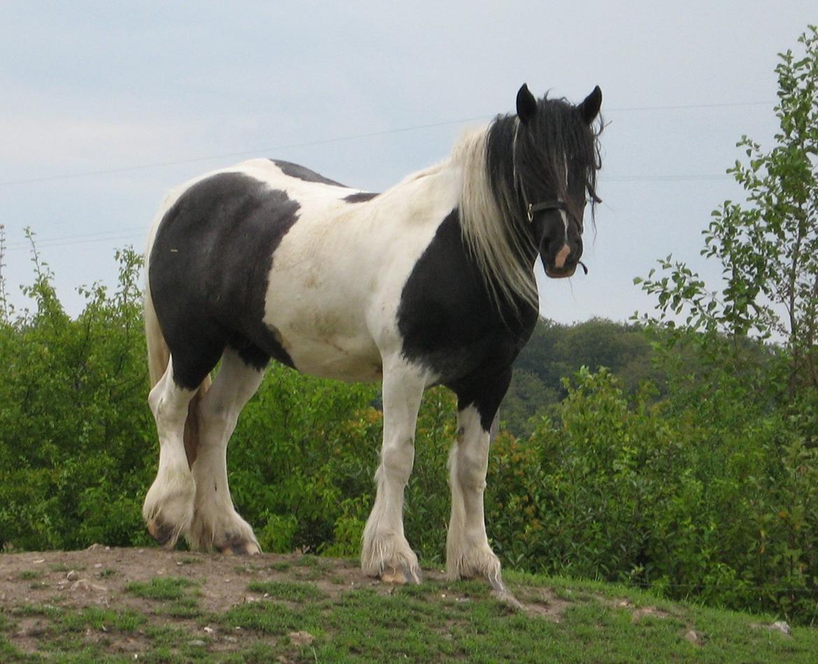 Irish Cob Camilla (Dorit) - Billede fra sælger.
Liza 2006 billede 20