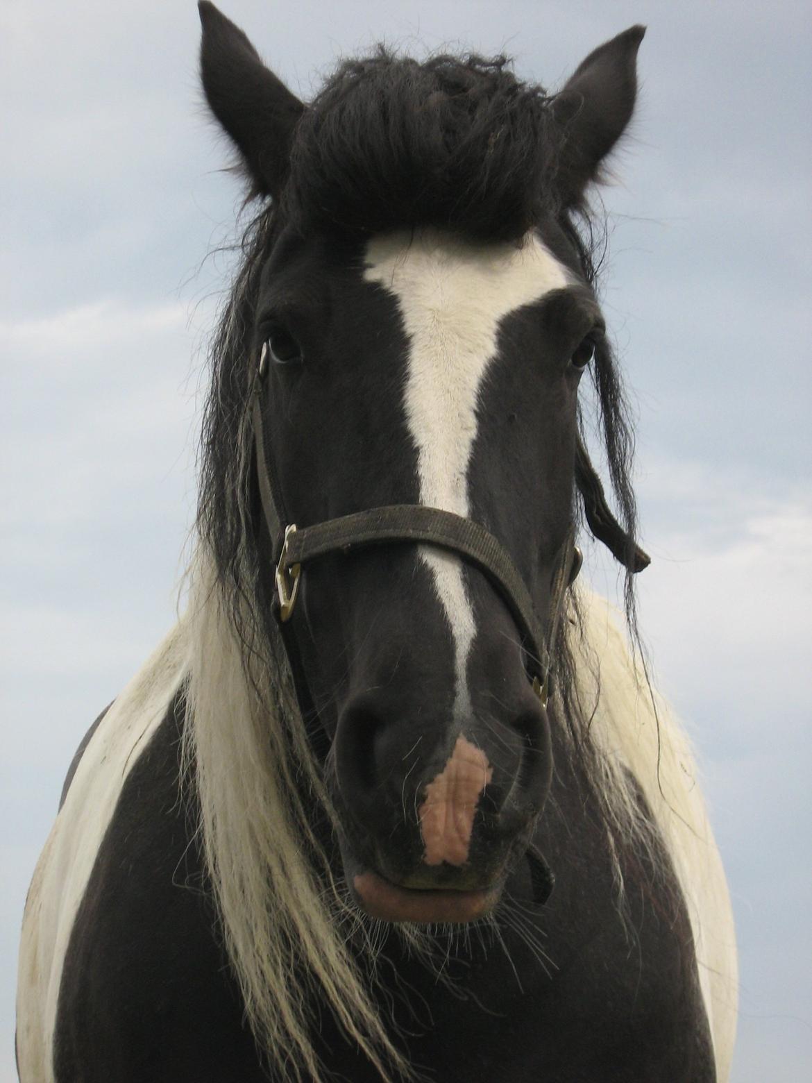 Irish Cob Camilla (Dorit) - Billede fra sælger.
Liza 2006 billede 21