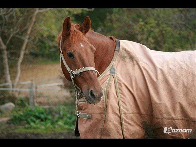 Dansk Varmblod Jarl billede 2