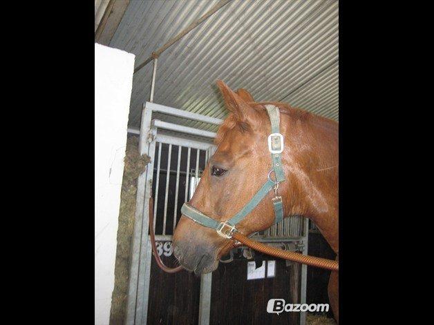 Dansk Varmblod Jarl billede 3