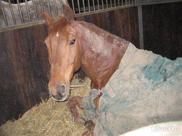 Dansk Varmblod Jarl billede 4