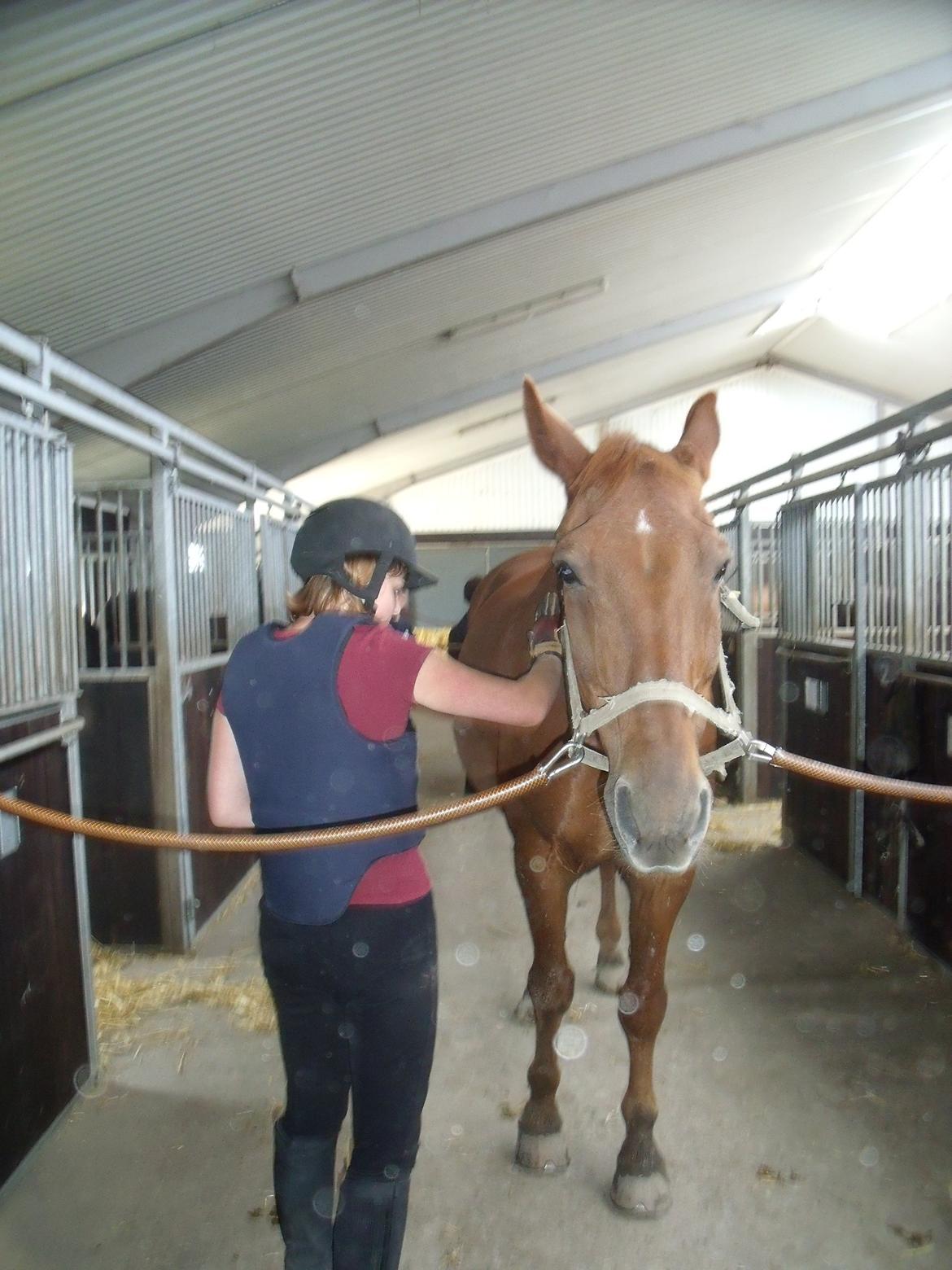 Dansk Varmblod Jarl billede 5