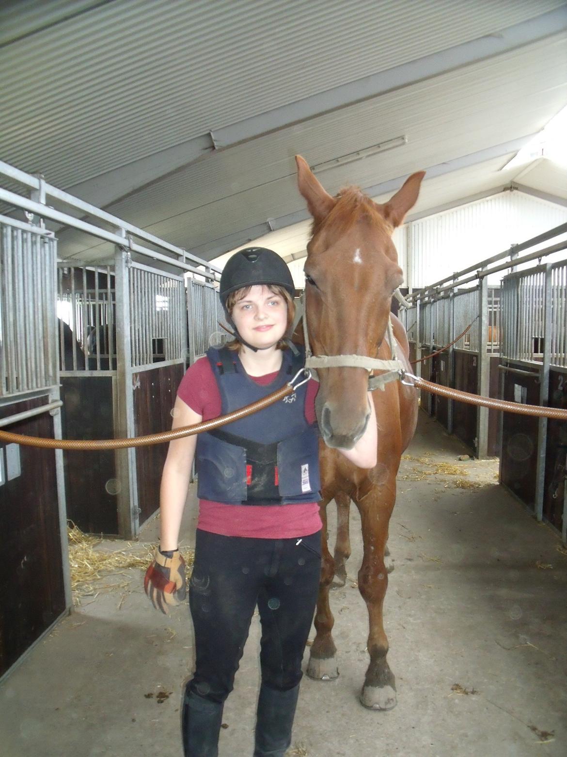 Dansk Varmblod Jarl billede 6