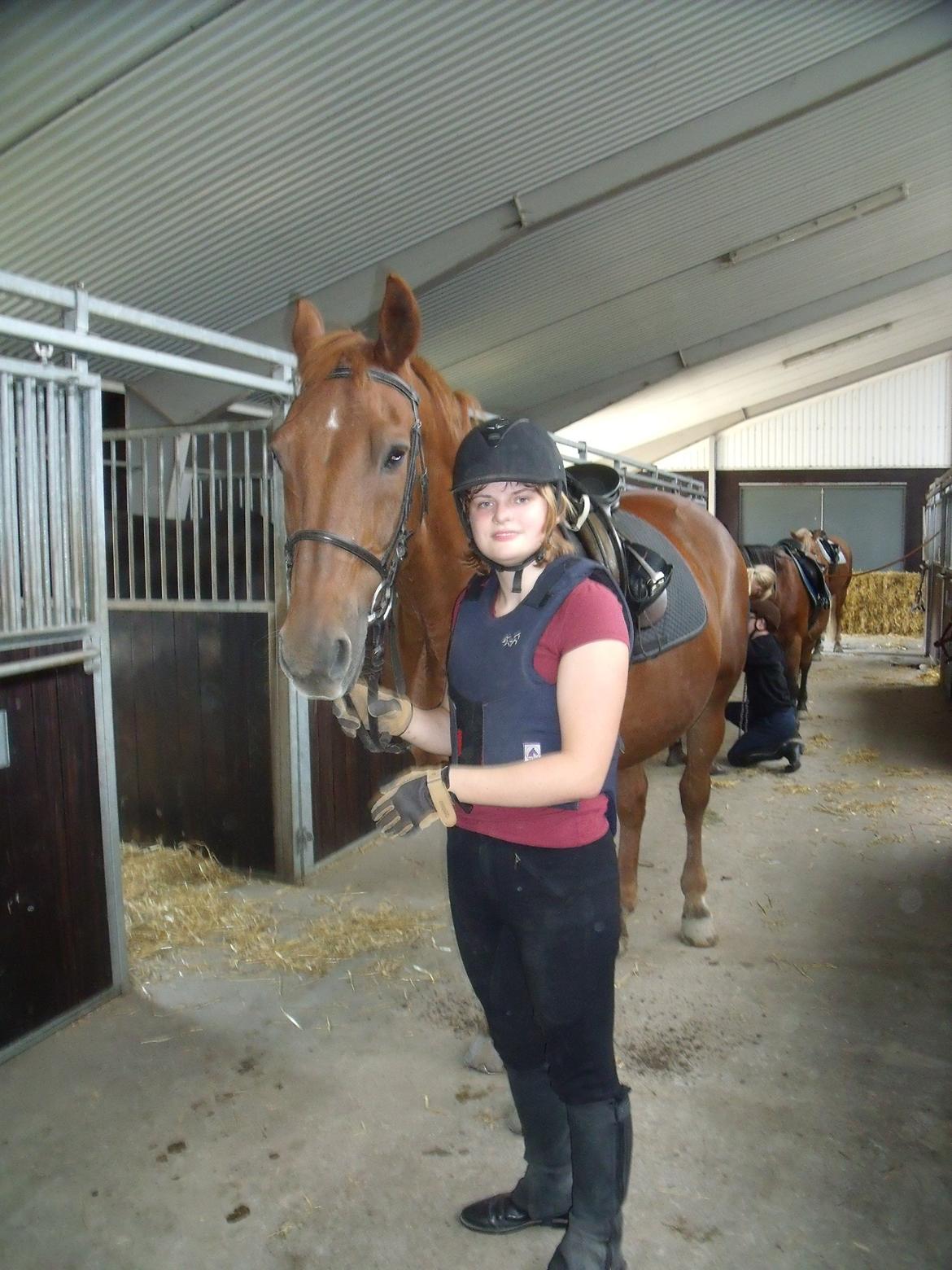 Dansk Varmblod Jarl billede 7