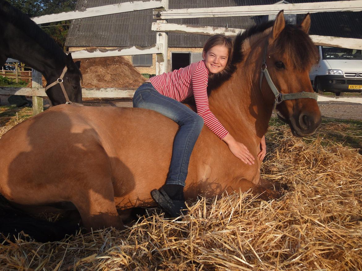Anden særlig race Åbygårds Tornado billede 1
