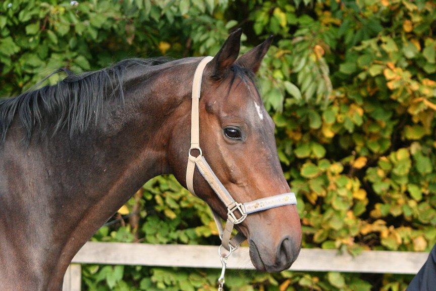 Trakehner MY FAIR TANGO - Tango den sidste dag han levede, lige efter blev han aflivet, efter lang tids sygdom. billede 1