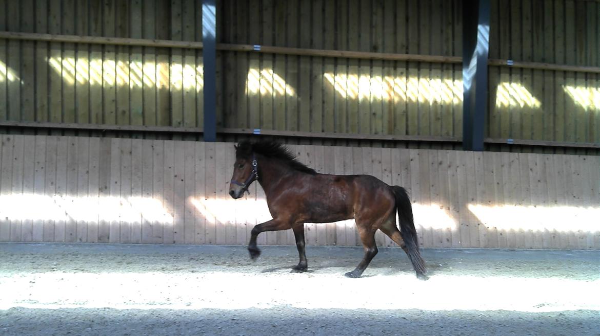 Islænder Magnus teglum - Magnus løs i ridehallen med Pori<3 billede 12