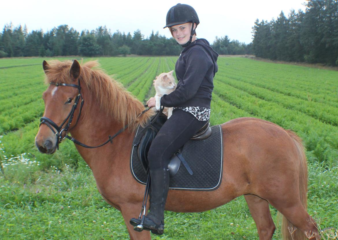 Islænder Fäla Fra Store Ørts - Hest: Fäla -
Kat: Lucka -
Menneske: Maija Søndergaard billede 9