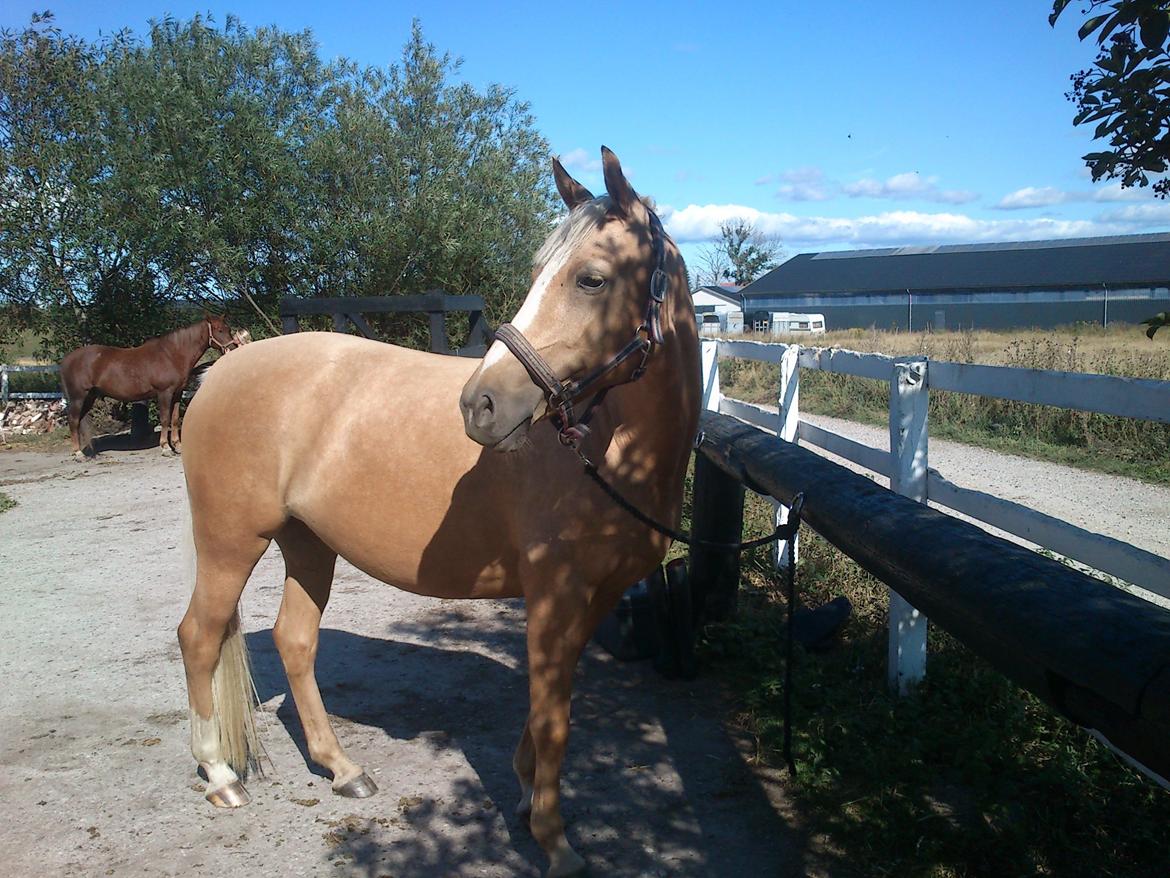 DSP Grønagergård Dobra - Første dag. billede 7