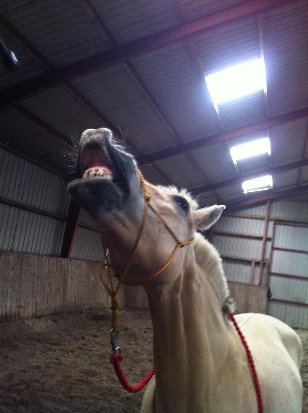 Fjordhest Laika [Birthe] <3 (I Will Always Love You) billede 7