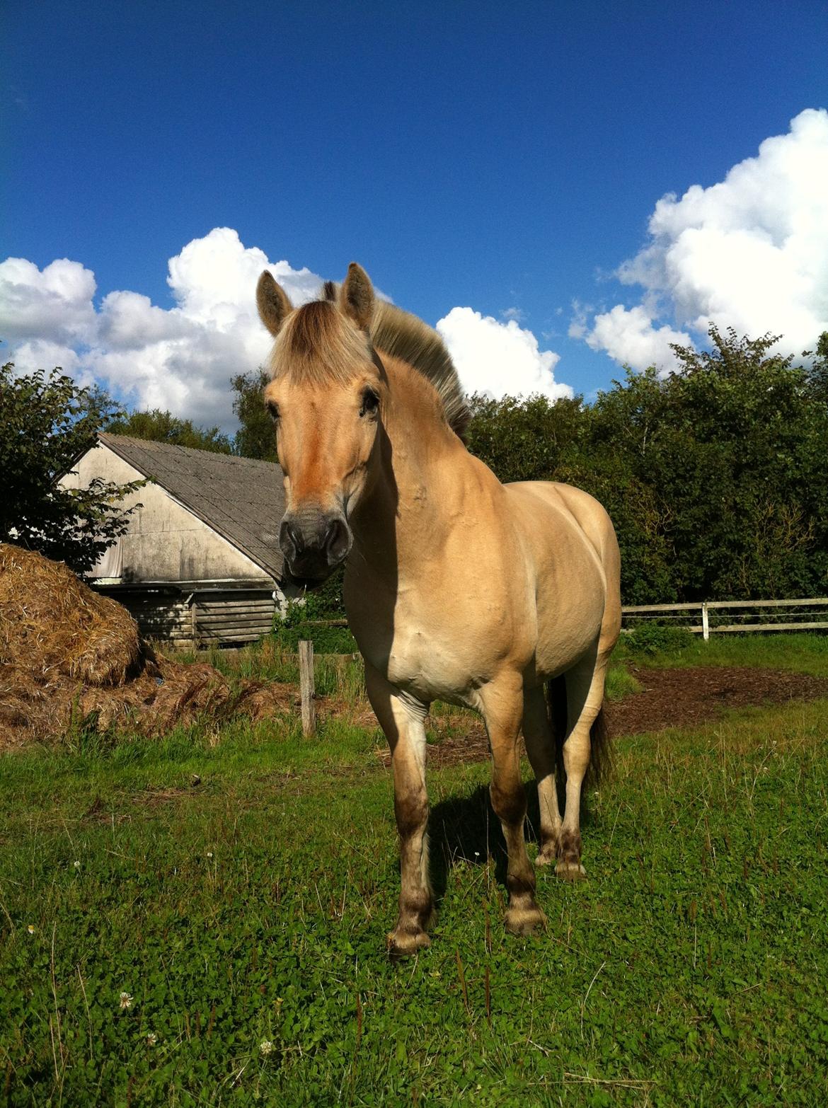 Fjordhest Laika [Birthe] <3 (I Will Always Love You) - Velkommen til min lille PonyPrut's profil ;) 
smid gerne en kommentar :D billede 1