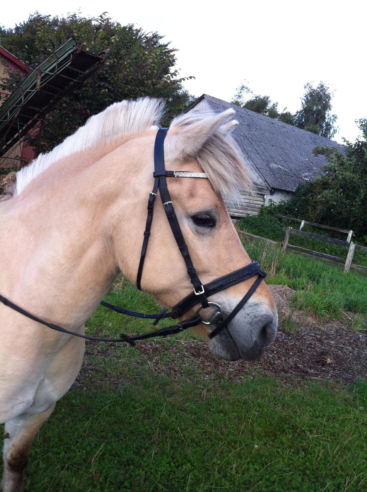 Fjordhest Laika [Birthe] <3 (I Will Always Love You) billede 10