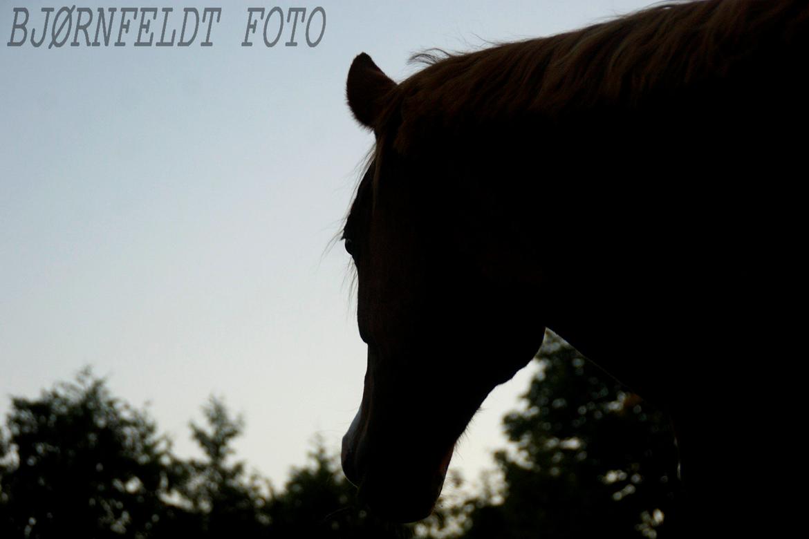 Hollandsk Sportspony Quite Easy "Is'en" billede 20