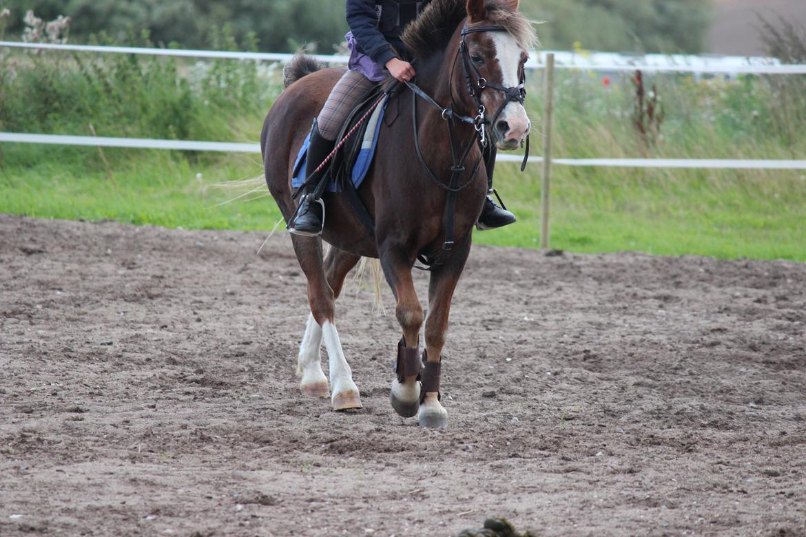 Welsh Mountain (sec A) Petra´s Dienie (Daisy) - Lækre pony da billede 1