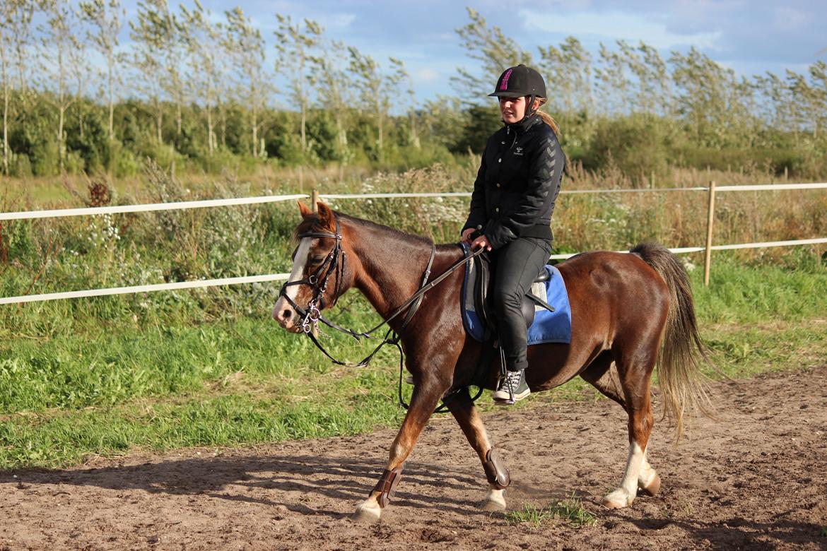 Welsh Mountain (sec A) Petra´s Dienie (Daisy) - Daisy min lille skat :-) billede 15
