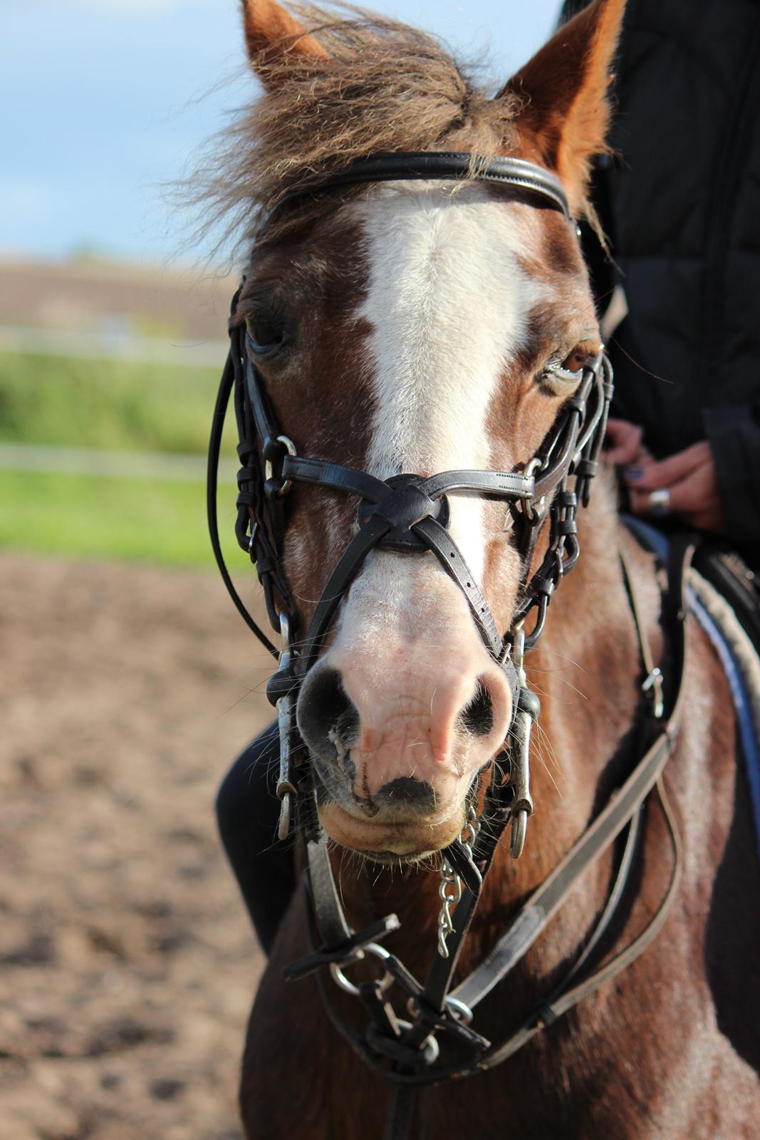 Welsh Mountain (sec A) Petra´s Dienie (Daisy) billede 2