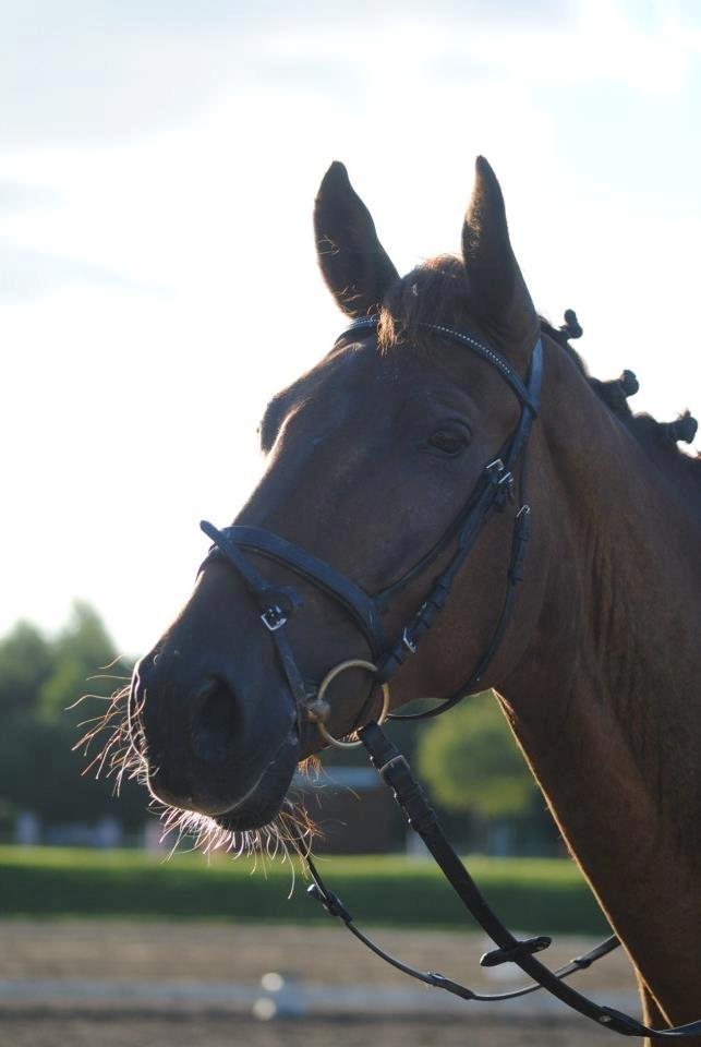 Anden særlig race Big Brother - Skønne Big <3 Foto: Stine Skræm billede 13