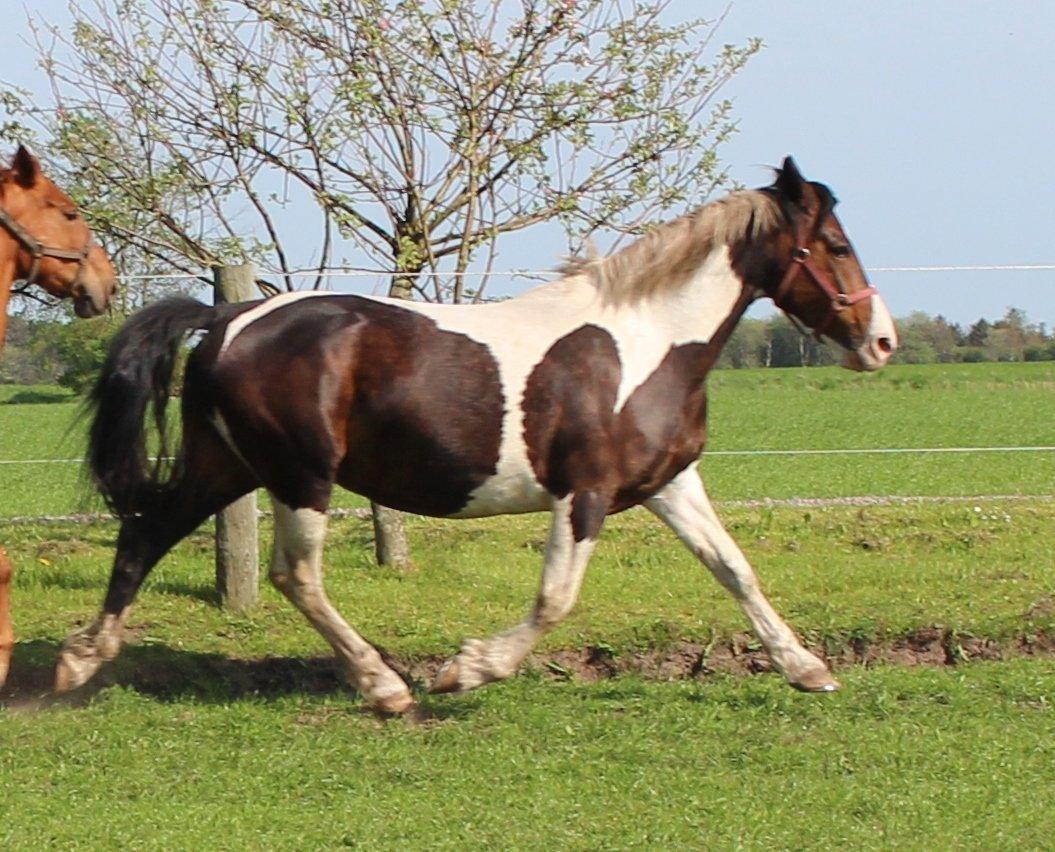 Pinto Europas Tiqila billede 1