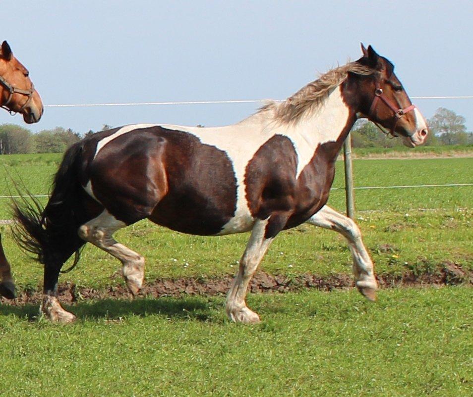 Pinto Europas Tiqila billede 2