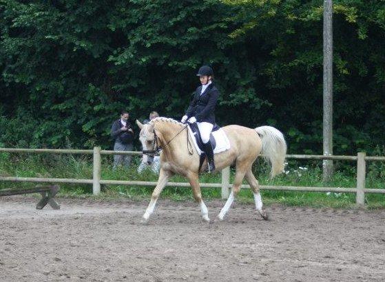 Palomino Coco`s Calypso - broløkke august 2012. ikke verdens kønneste opstilling fra rytterens side. billede 9