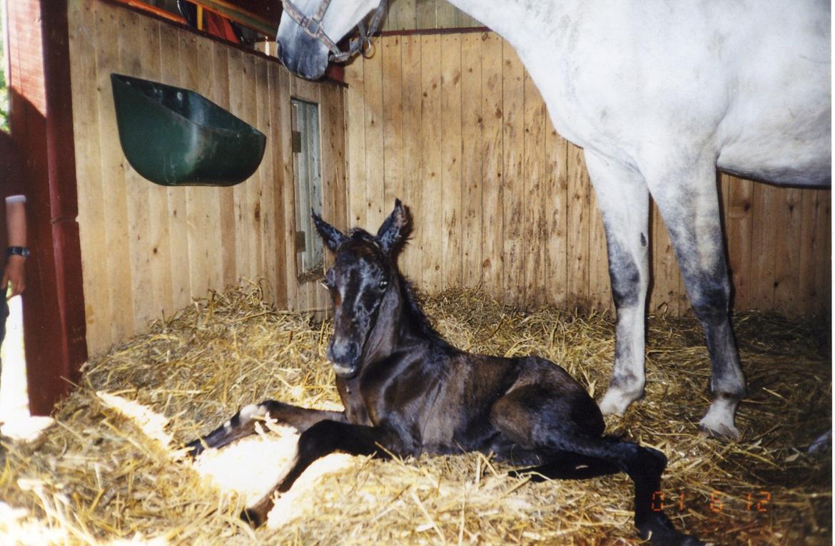 Trakehner Bint-Al-Hawa *Eventyrmussen* - Her er Hawa som nyfødt imellem hendes mors ben. Moderen Bab-El-Sama (whin) er også oprettet herinde men er desværre død... Og JA Hawa er født helt mørkebrun! billede 6