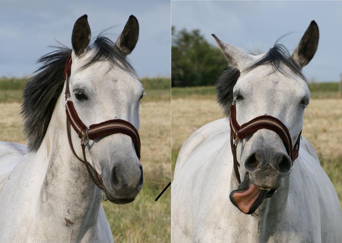 Trakehner Bint-Al-Hawa *Eventyrmussen* - Det er da for sødt! Hun ligner lidt en hund ;D billede 7