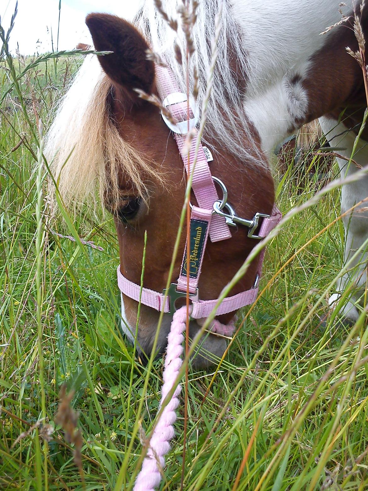 Shetlænder Nikoline - Tykke ude og gå :) <3
Foto: Mig  billede 13