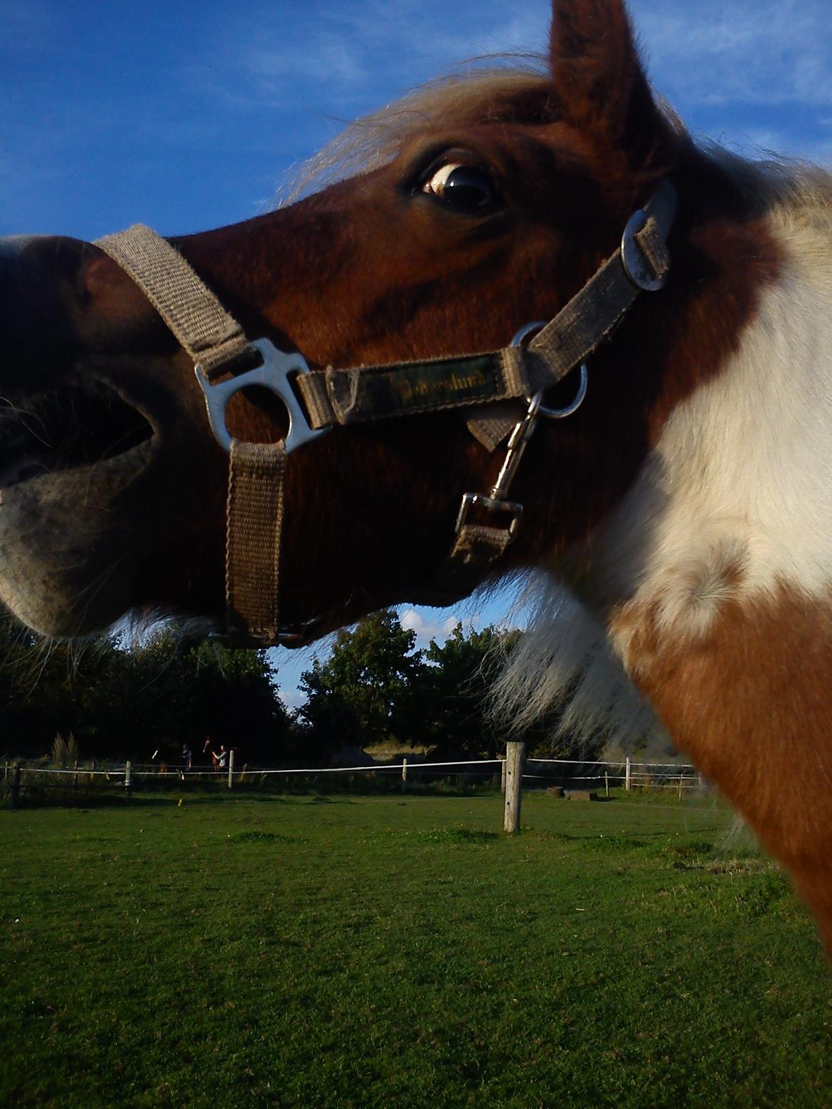 Shetlænder Nikoline - Skatte'pigen kalder på sin kæreste :) 
Foto: Mig billede 14