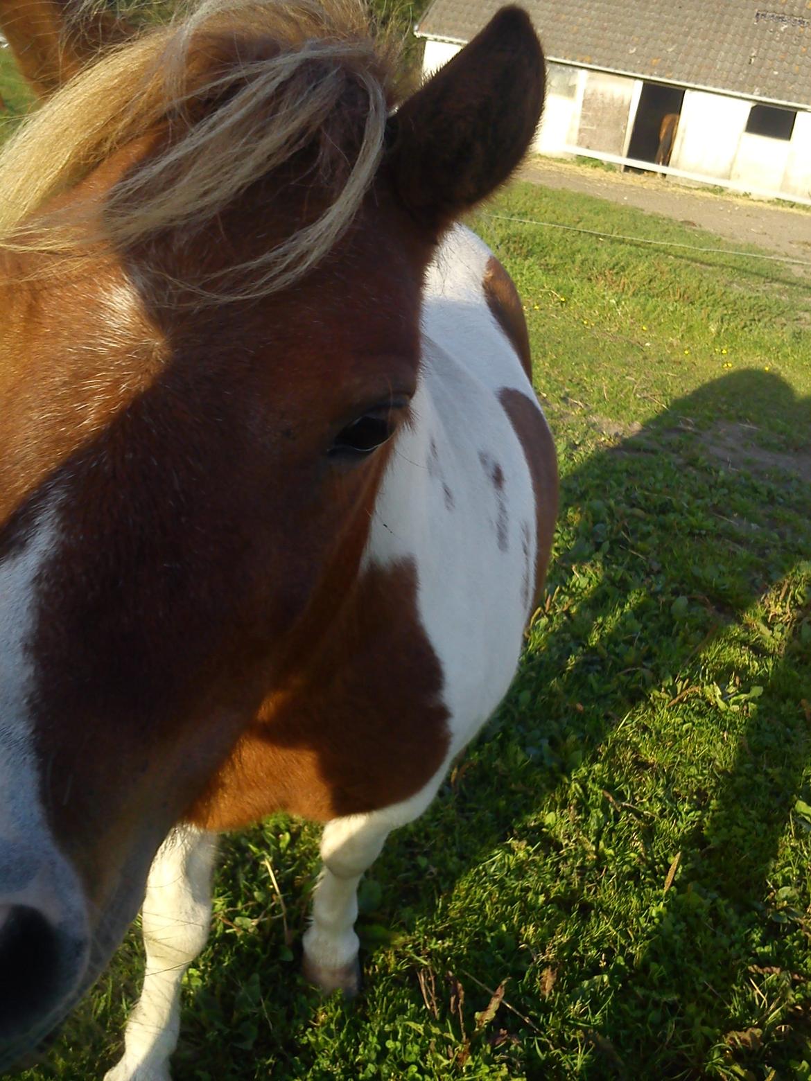 Shetlænder Nikoline - jeg elsker dig virkelig<3
Foto: Mig billede 15