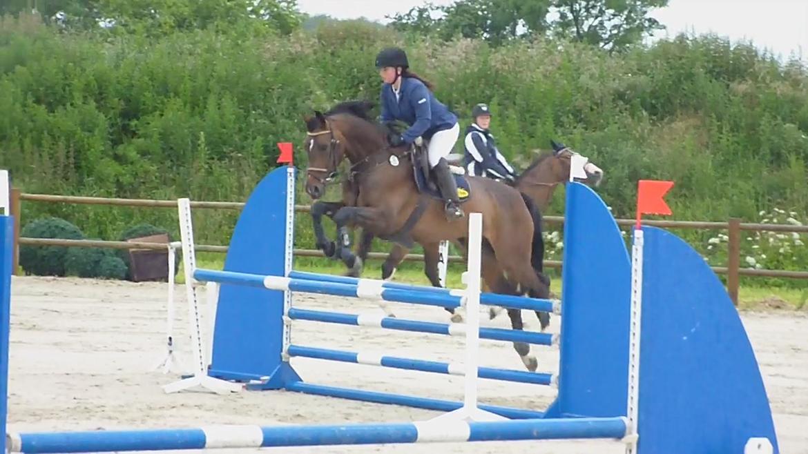 Dansk Varmblod Rødhøjs Felicia - prinsesse. billede 3