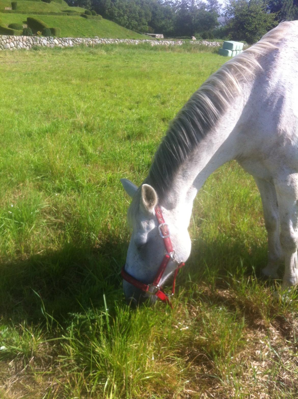 Anden særlig race Grey Fantasy<3 billede 9