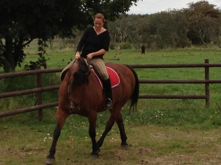 Dansk Varmblod tiffani billede 1