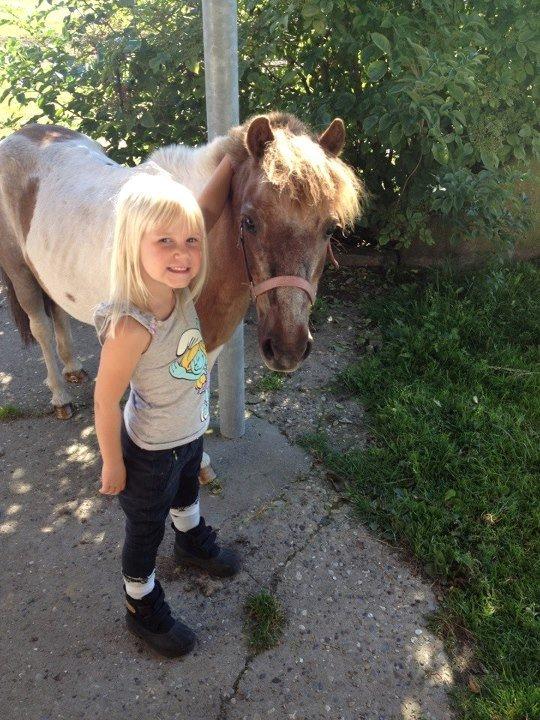 Shetlænder sassy - manja og sassy billede 1