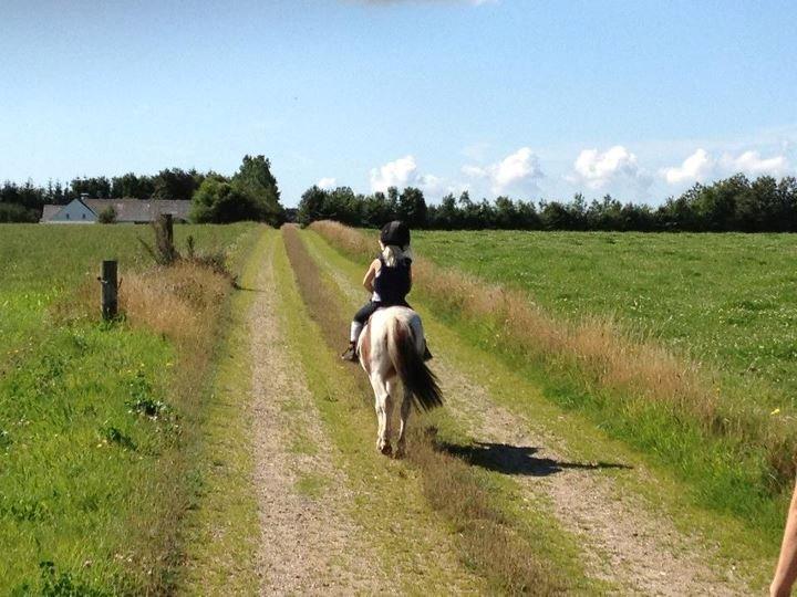 Shetlænder sassy - på tur billede 2